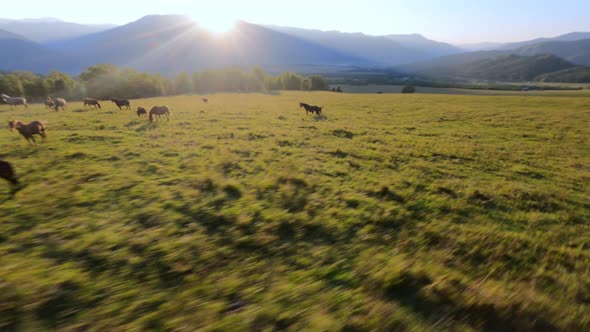 Aerial View Wild Horses Foals Herd Grazing on Autumn Grass at Mountain Evening Sunny Valley