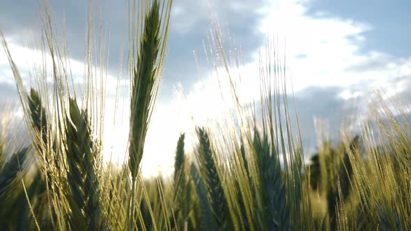 Green wheat field detail on cloudy day - slomo