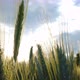 Green wheat field detail on cloudy day - slomo - VideoHive Item for Sale