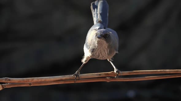 Scrub Jay Lands on Branch Slow Motion