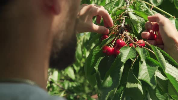 Closeup Young Man with Beard and Long Hair Pluck Cherry Berries From Tree Branch