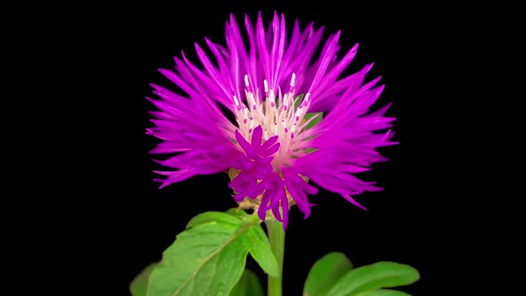 Time Lapse of Blossoms Purple Flower of Persian Cornflower Centaurea Dealbata