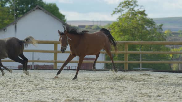 Brown horse running