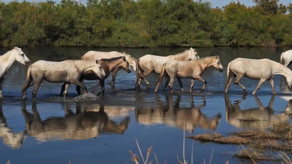 White Camargue horse, Camargue, France