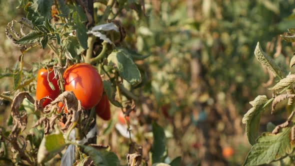 Slow tilt organic fruit Solanum lycopersicum shallow DOF 4K 2160p 30fps UltraHD footage - Close-up o