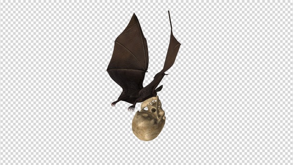 Bat with Skull - 4K Flying Loop - Back Angle