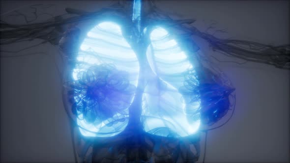 Human Lungs Radiology Exam alt