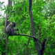 Longtailed Macaque Eating on a Tree in the Jungle Thailand - VideoHive Item for Sale