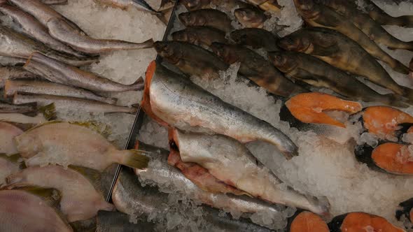 Fish in closeup at grocery store