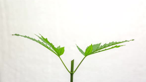 Time Lapse It's Time To Branch Out The Cannabis Plant.