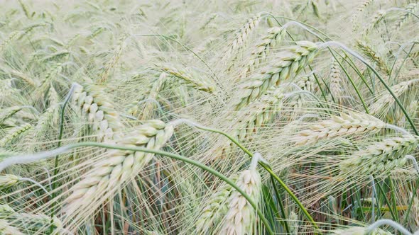 Barley field in summer