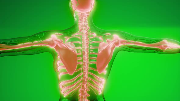 Transparent Human Body with Visible Bones alt