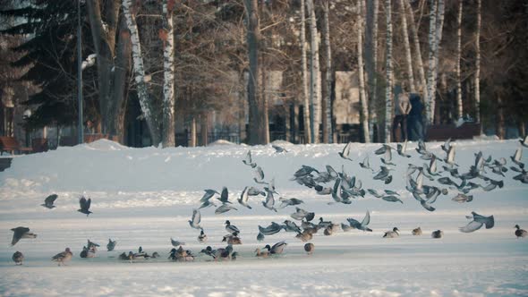 Russian Winter - Ducks Are Flying Away From the Pond