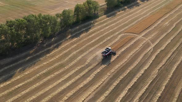 Harvesting of Wheat in Summer