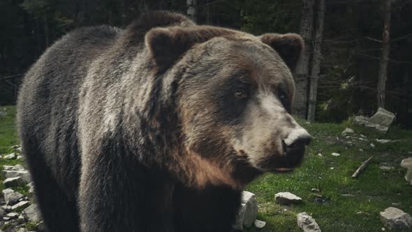 Brown Bear Ursus Arctos in Wild Nature