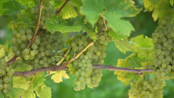 Ripe Grapes on the Vine for Cooking Wine