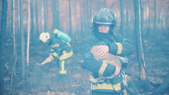 Male Firefighter is Stroking a Rescued Rabbit in the Burntout Forest