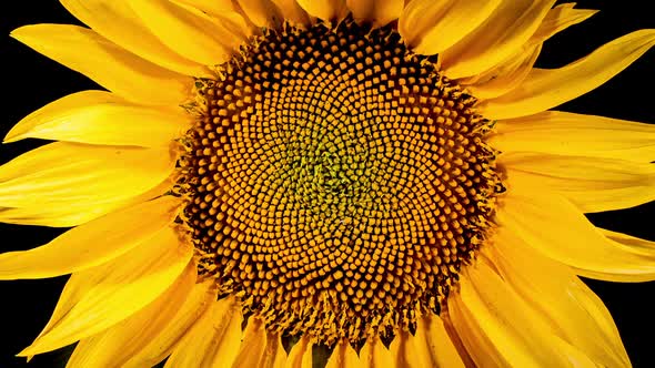 Yellow Sunflower Head Blooming in Time Lapse. Opening Flower on a Black Background from Bud