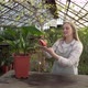 Young Woman Wipes the Large Leaves of the Plant with Damp Cloth - VideoHive Item for Sale