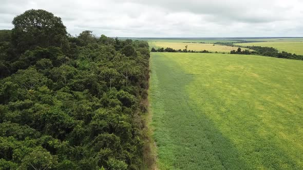 Aerial image of native Amazon forest next to a soybean field.