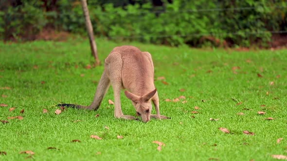 Curious Red Kangaroo Eating Grass.