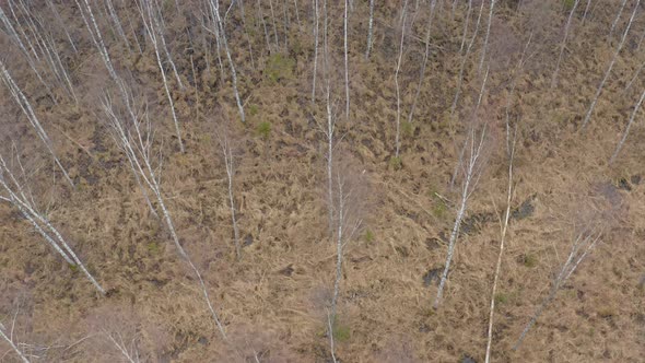 Flight Above Birch Grove