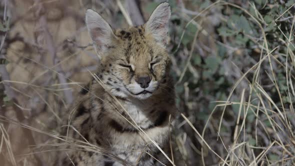 Serval cat no prey looks down disappointed