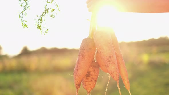 Hand of a Farmer Holding a Freshly Harvested Carrot From a Vegetable Garden