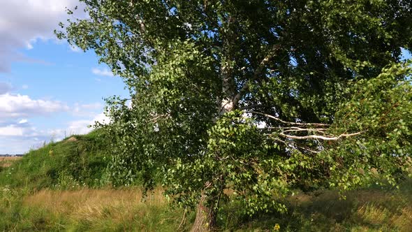 Birch Tree In The Wind On Summer