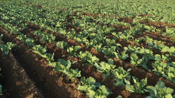 Cabbage Plantation in the Field. Vegetables Grow in a Rows