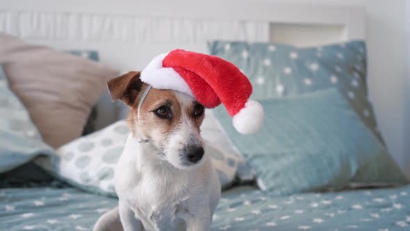 A Small Beautiful Dog Jack Russell Sits on a Bed with a Red Santa Claus Hat Dressed on His Head on a