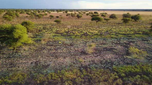 Aerial, Wildebeest herd running through the African savanna at sunset in Botswana