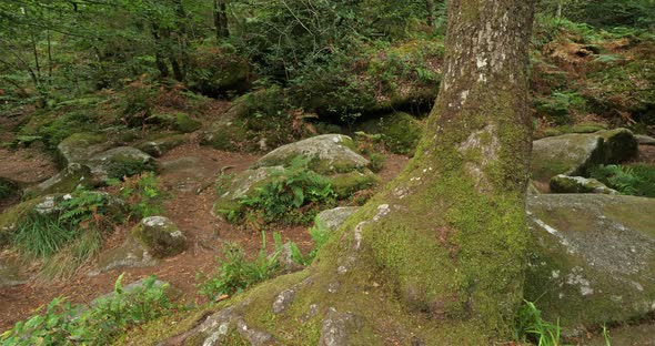 Roches du Diable, Querrien, Finistere department, Brittany, France