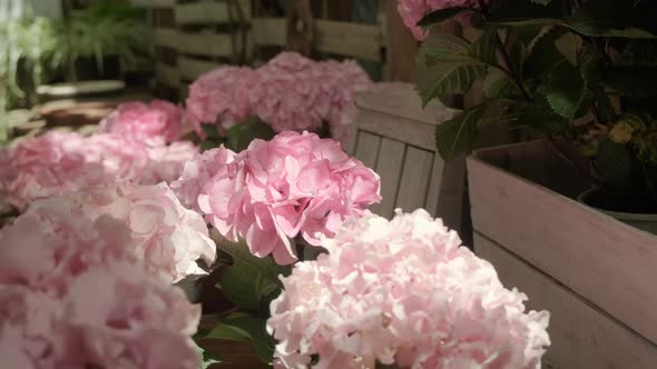 Hydrangea pots in home garden.