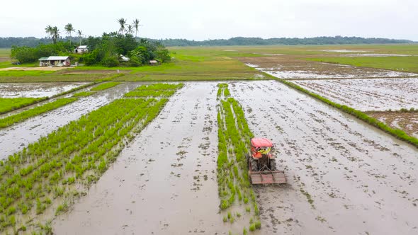 Paddy Field with Water, Top View. Agriculture in the Philippines