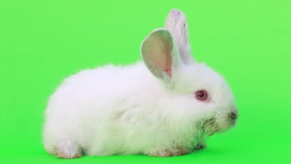 Cute white rabbit sitting on a green background.
