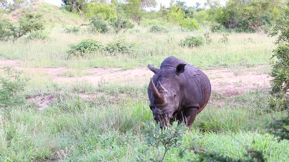 Single white rhinoceros standing Sabi Sands Game Reserve in South Africa