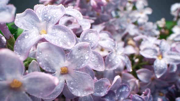 Watering Blooming Syringa Flowers