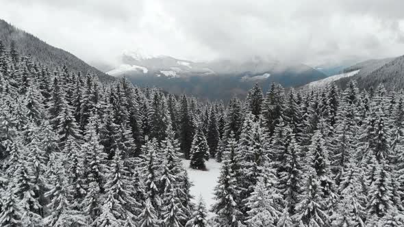 Flying Above Snow Covered Pine Trees Into Mountain Valley