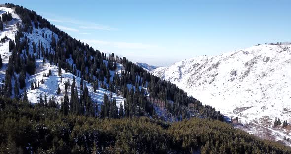 Winter Forest High in the Mountains