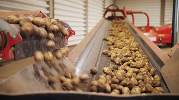 Potato Harvesting