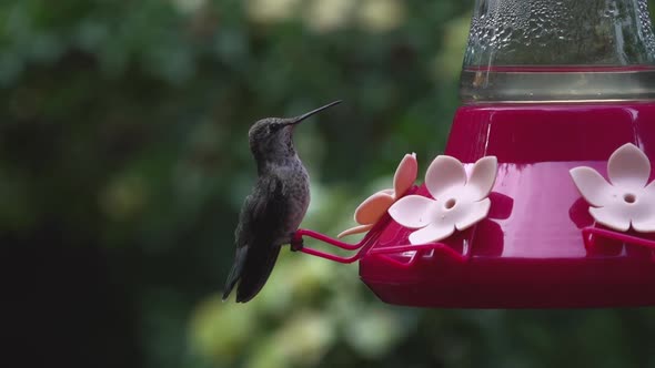 Ana's hummingbird in slow motion