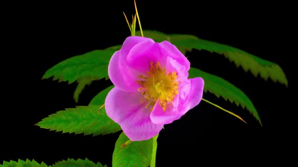 Timelapse of Dogrose Flower Blooming