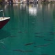 A BOAT PASSING A FISH SWIMMING IN THE CLEAR BLUE WATER - VideoHive Item for Sale