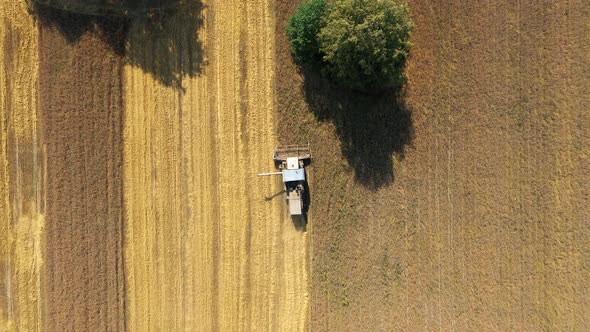 Combine Harvester Collecting Wheat In Agricultural Field At Summer Aerial View