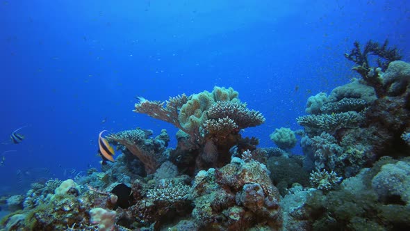 Coral Reefs Seascape