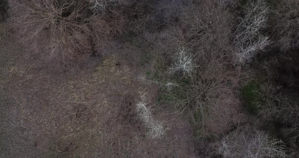 Aerial View From Above of Autumn Forest Gray Trees Bald Trees in Late Autumn