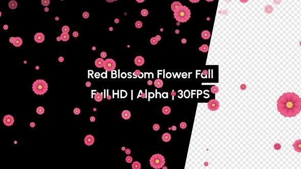 Red Blossom Flower Falling with Alpha