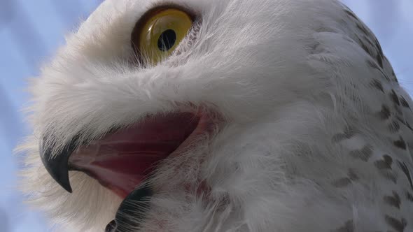 Macro close up of white snow owl screaming with open mouth and lighting eyes.