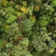 Flying Over Forest - VideoHive Item for Sale